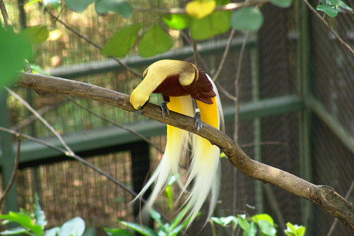 Lesser BoP, Jurong BirdPark