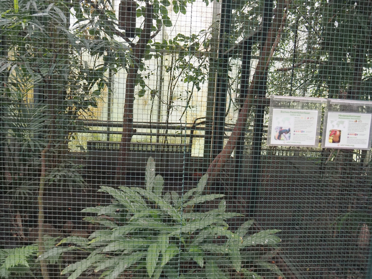 Lesser Bornean crested fireback and Mindanao wrinkled hornbill aviary, 2024-05-22