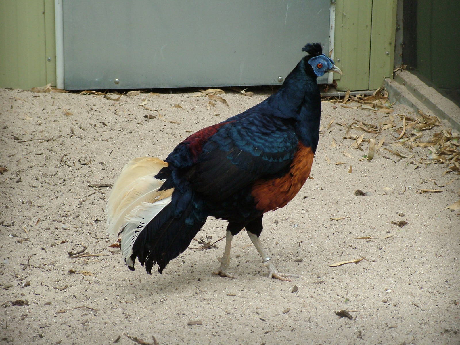 Lesser Bornean Crested Fireback at Plantaria 14/05/09