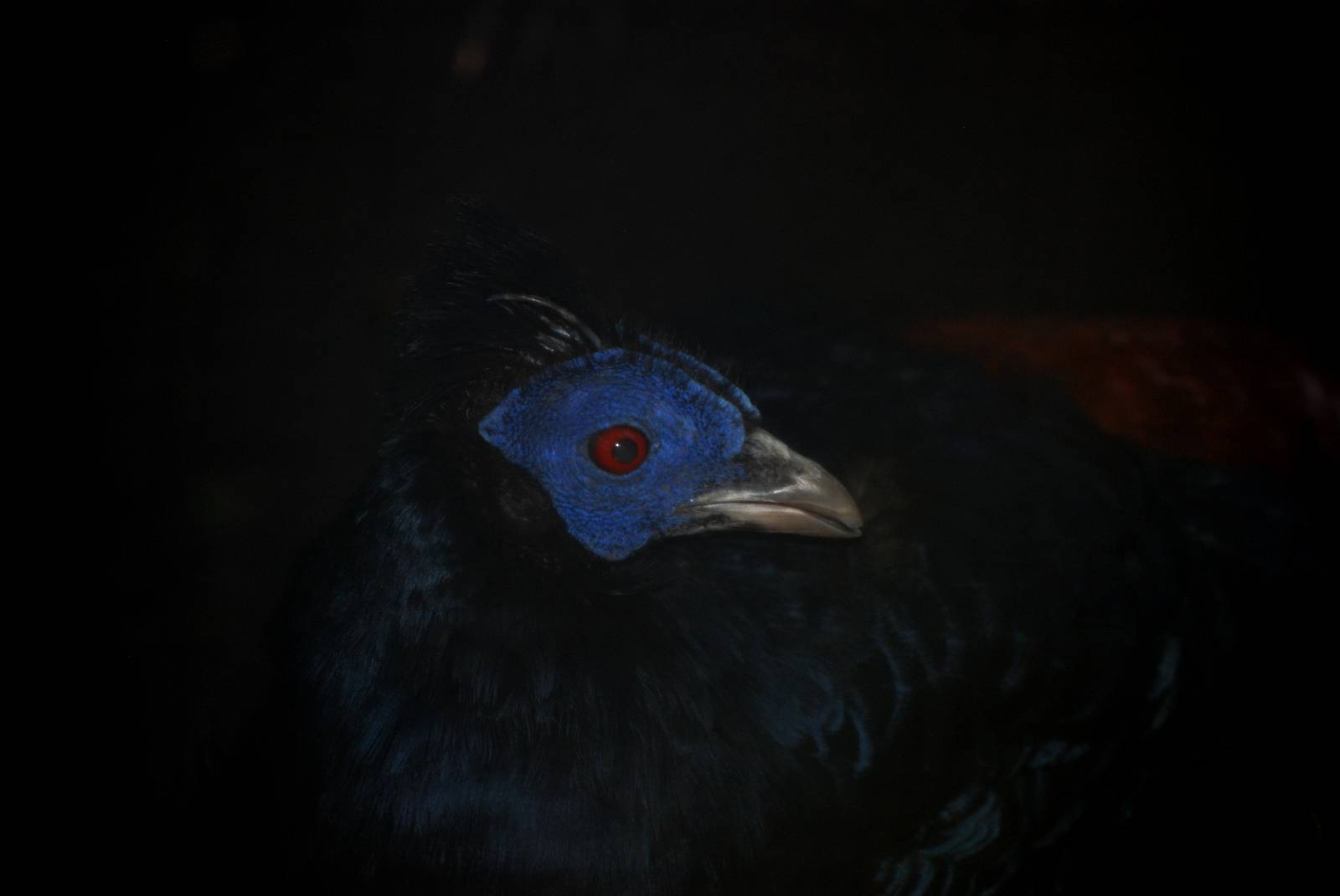 Lesser Bornean Crested Fireback at St. Augustine, 11/10/13