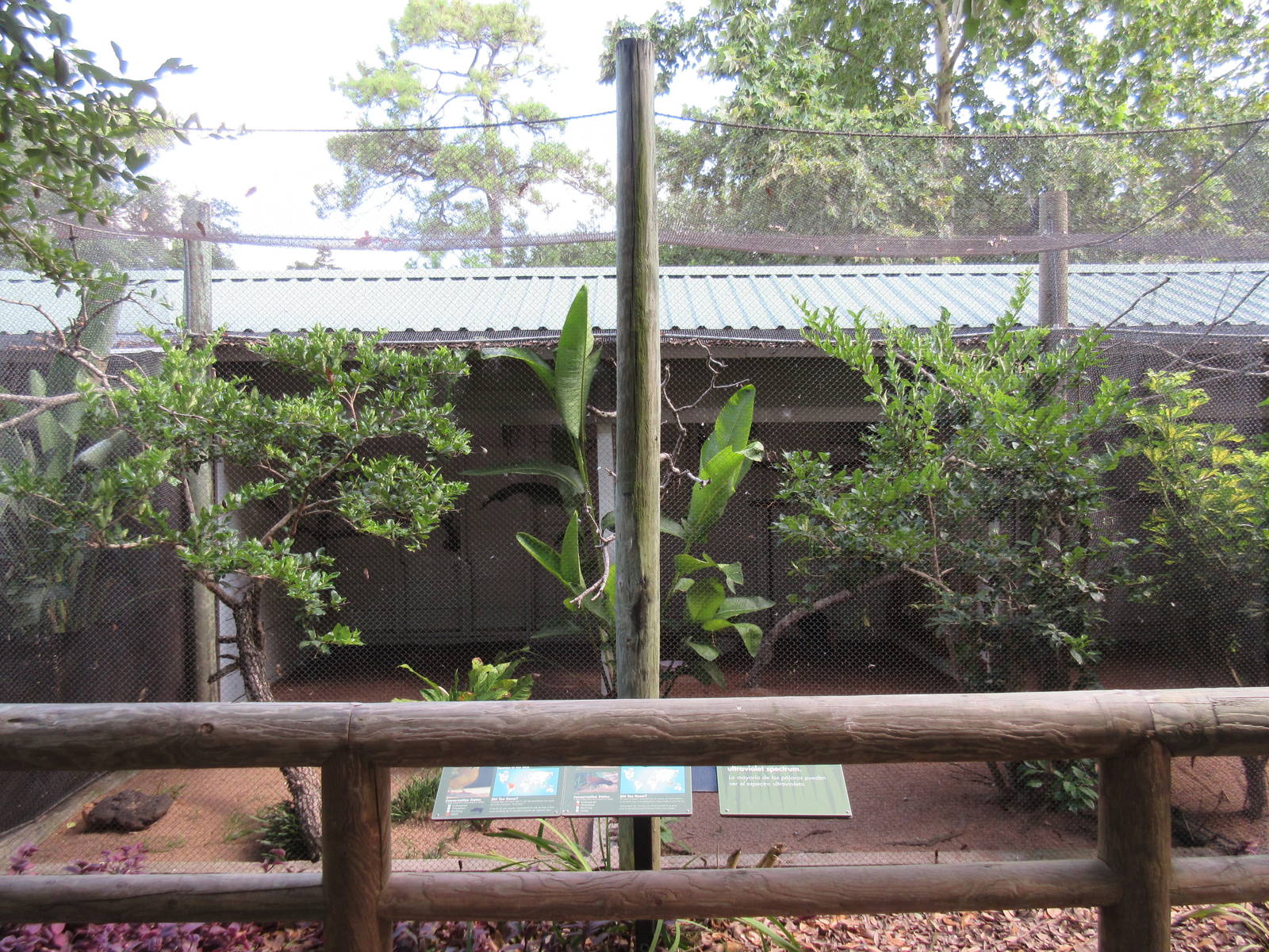Lesser Bornean Crested Fireback/Blue-Crowned Motmot Exhibit