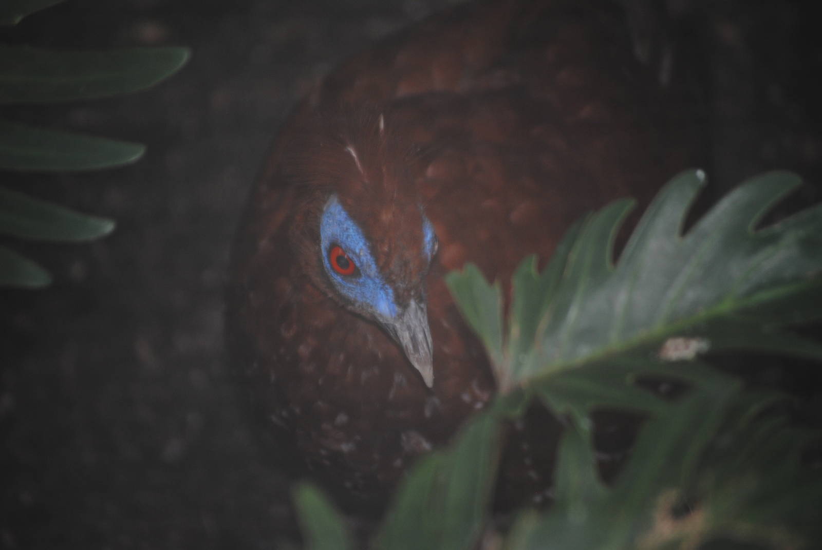 Lesser Bornean Crested Fireback (L. i. ignita).