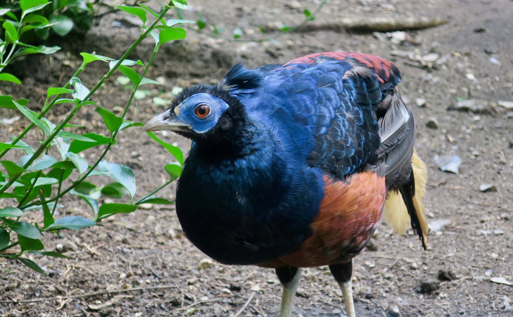 Lesser Bornean Crested Fireback (Lophura ignita ignita)