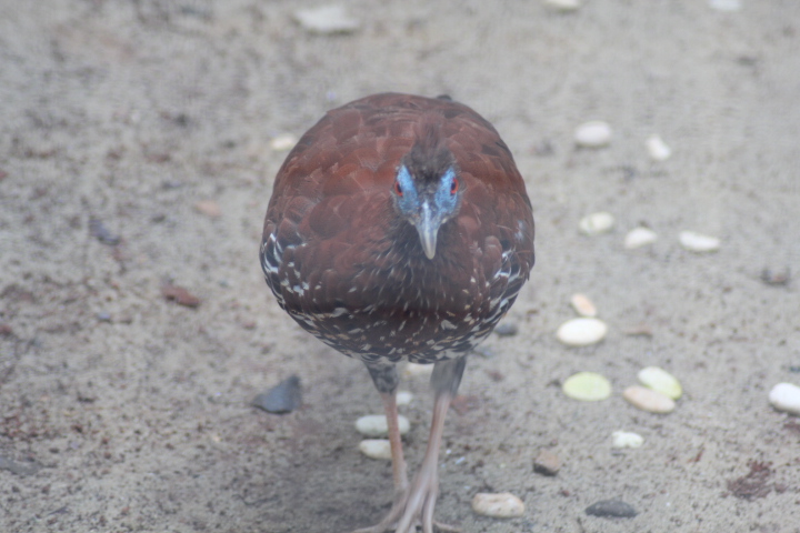 Lesser Bornean crested fireback (Lophura ignita ignita)