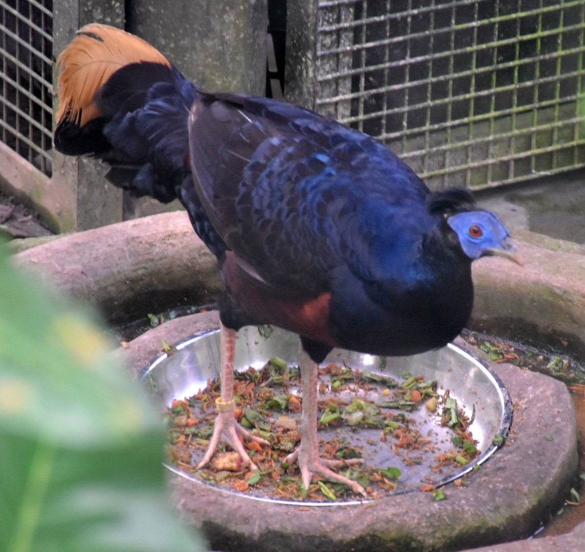 Lesser Bornean Crested Fireback (Lophura ignita ignita)