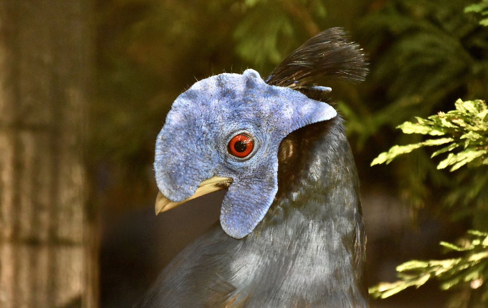 Lesser Bornean Crested Fireback (Lophura ignita ignita)