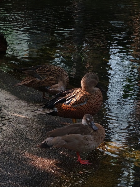 Lesser brazilian teal (Amazonetta b. brasiliensis) and Red shoveler (Spatula platalea)