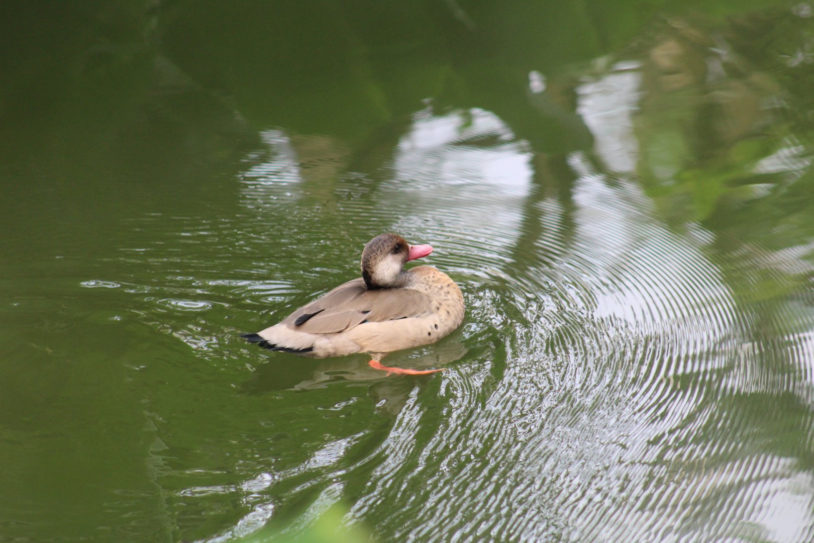 Lesser Brazilian Teal