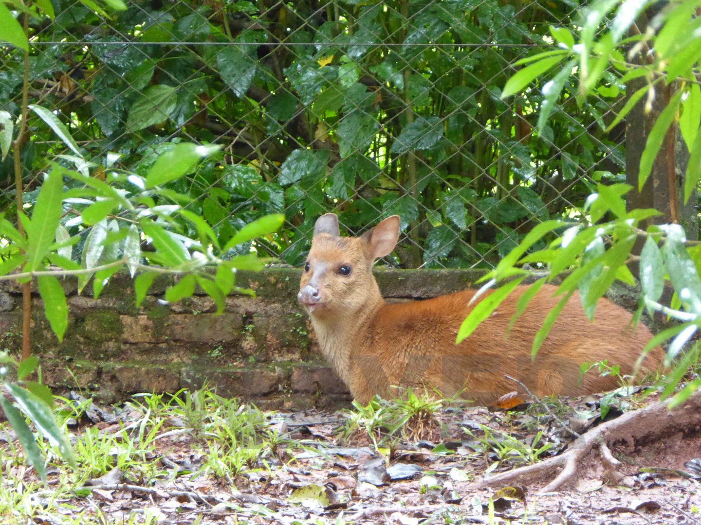 Lesser brocket, April 2016