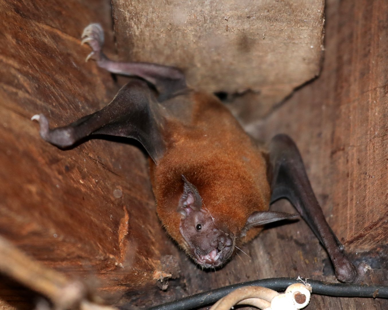 lesser bulldog bat (Noctilio albiventris)