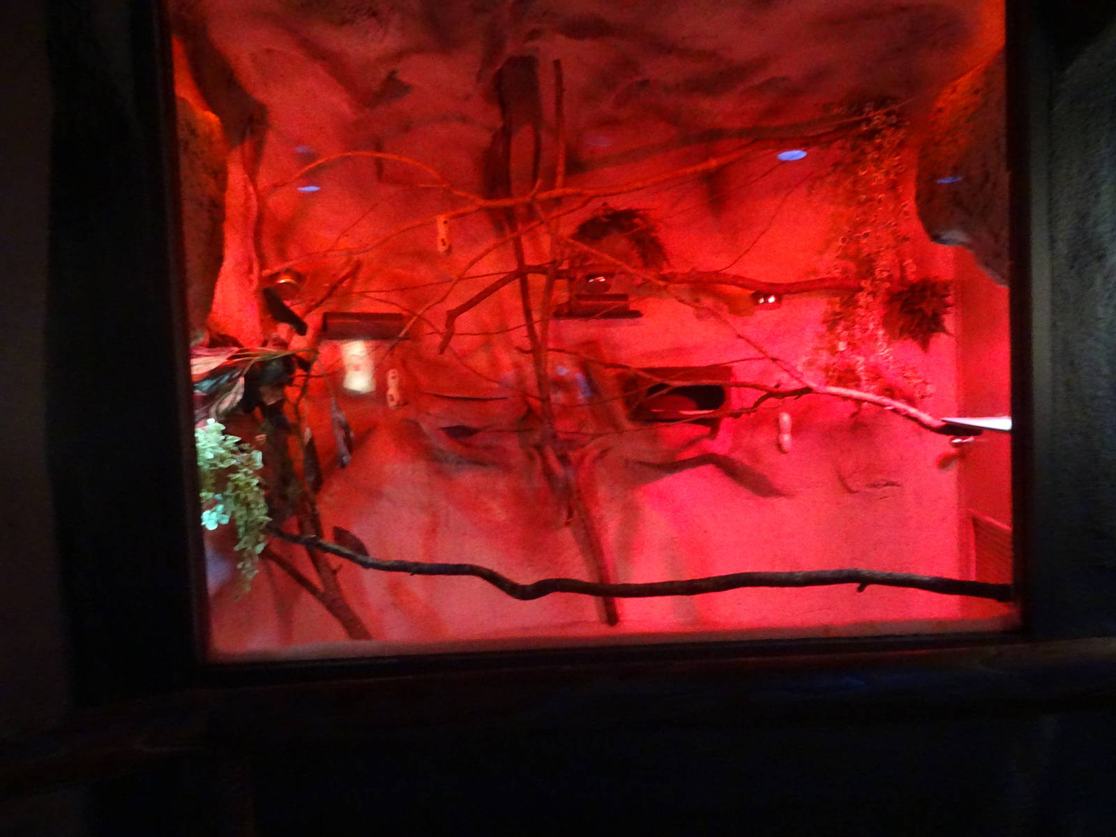 Lesser Bushbaby Exhibit at Busch Gardens Tampa