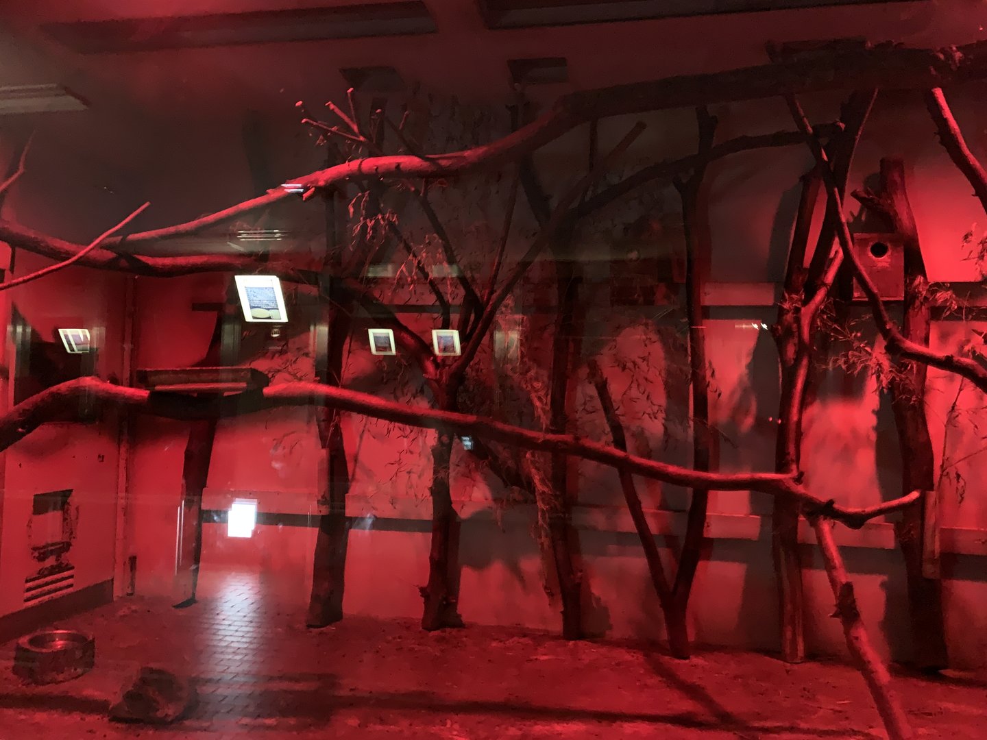 Lesser Bushbaby Exhibit