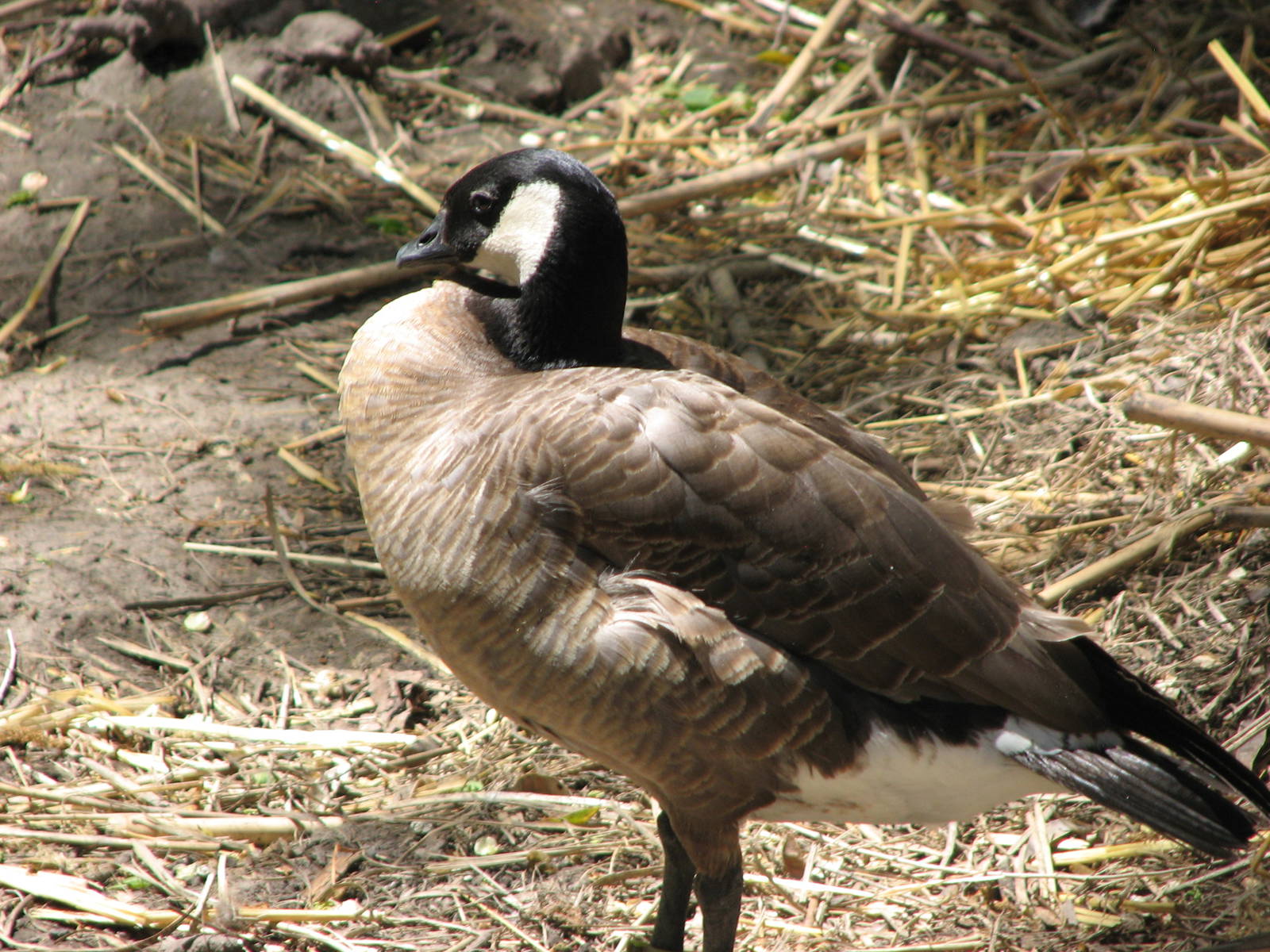 Lesser Canada Goose