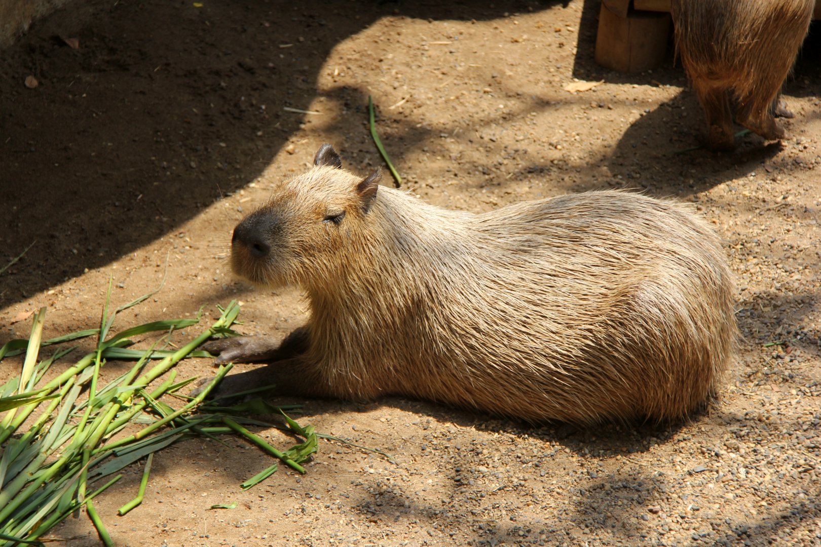 lesser capybara (Hydrochoerus isthmius) species ID?