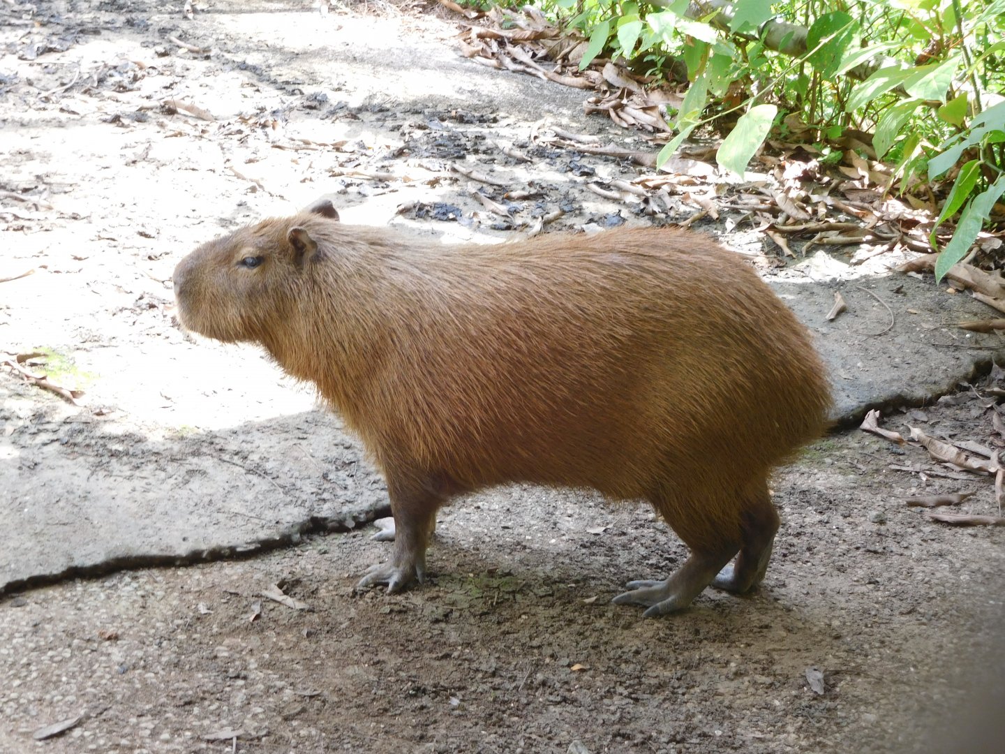 Lesser capybara
