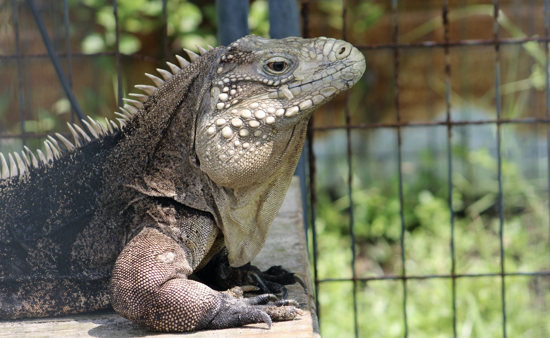 Lesser Caymans Iguana (Cyclura nubila caymanensis) - male