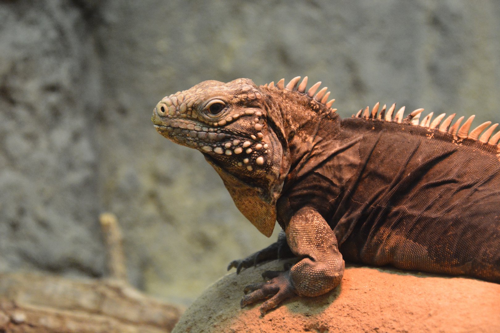 Lesser Caymans iguana (Cyclura nubila caymanensis)