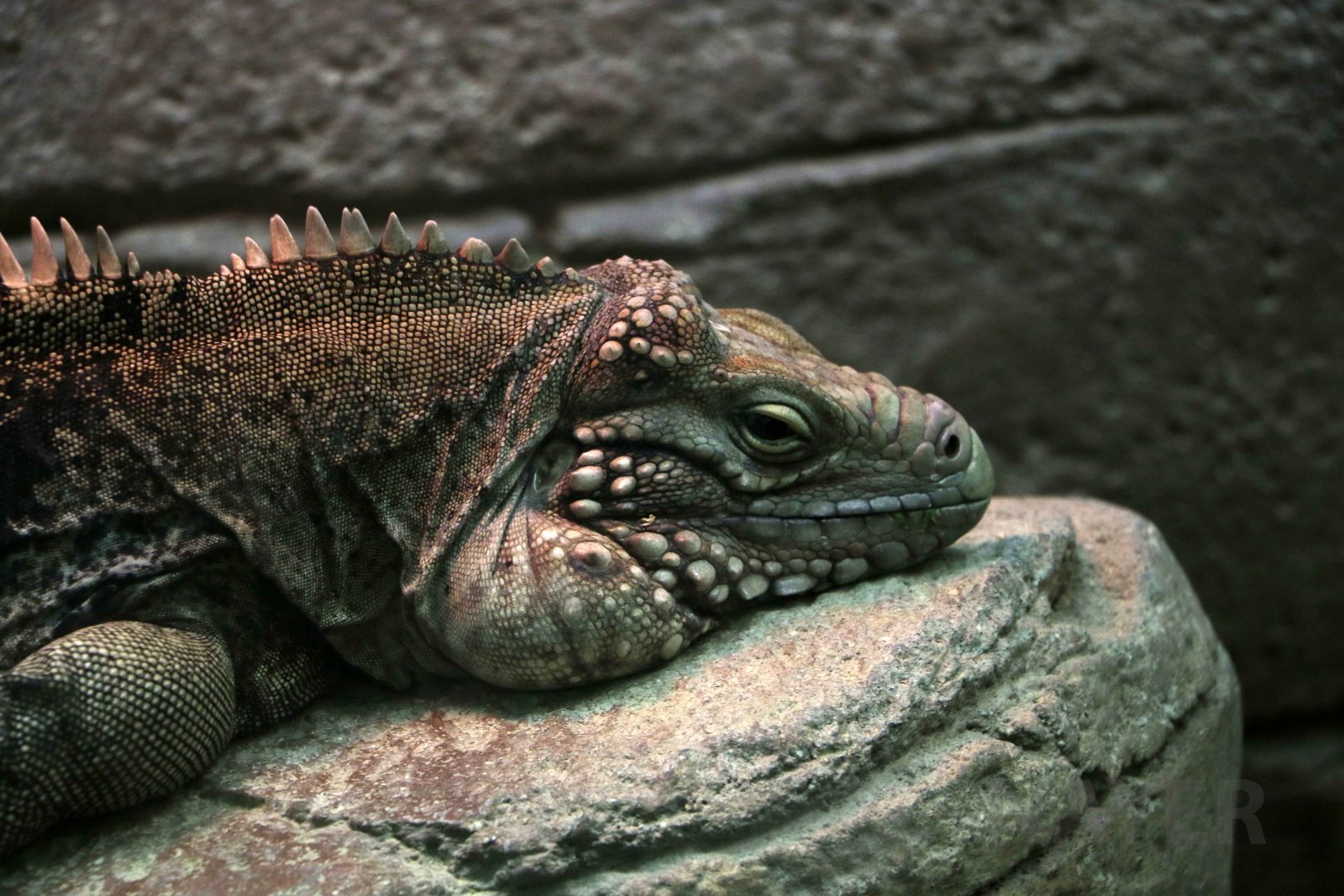 Lesser Caymans iguana, October 2017