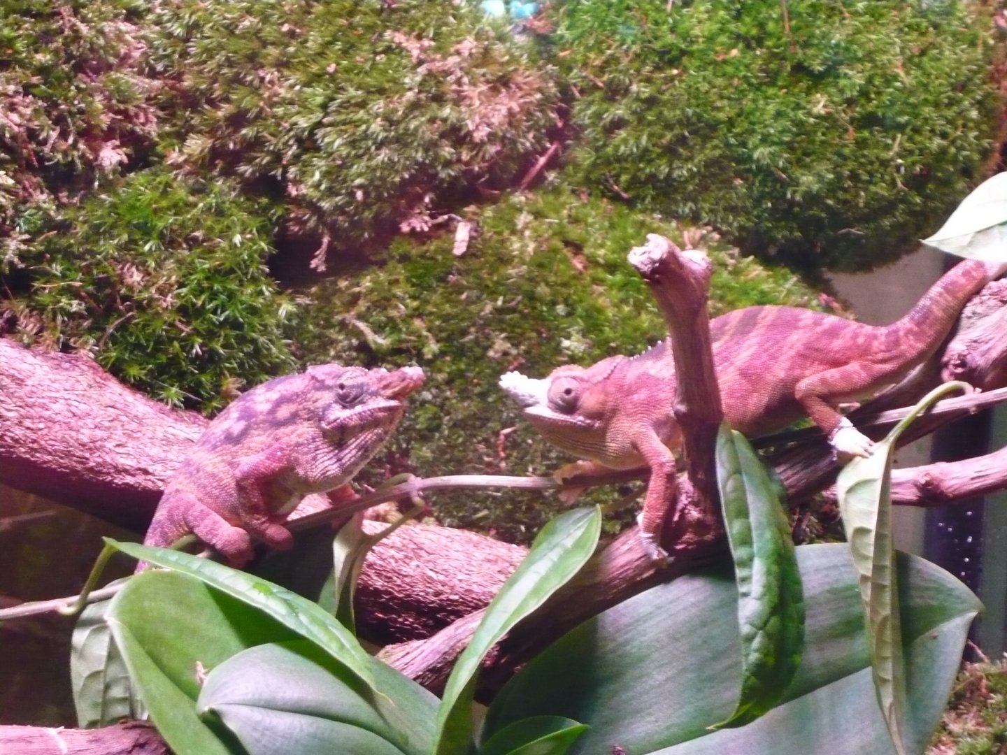 Lesser chameleon (Furcifer minor)