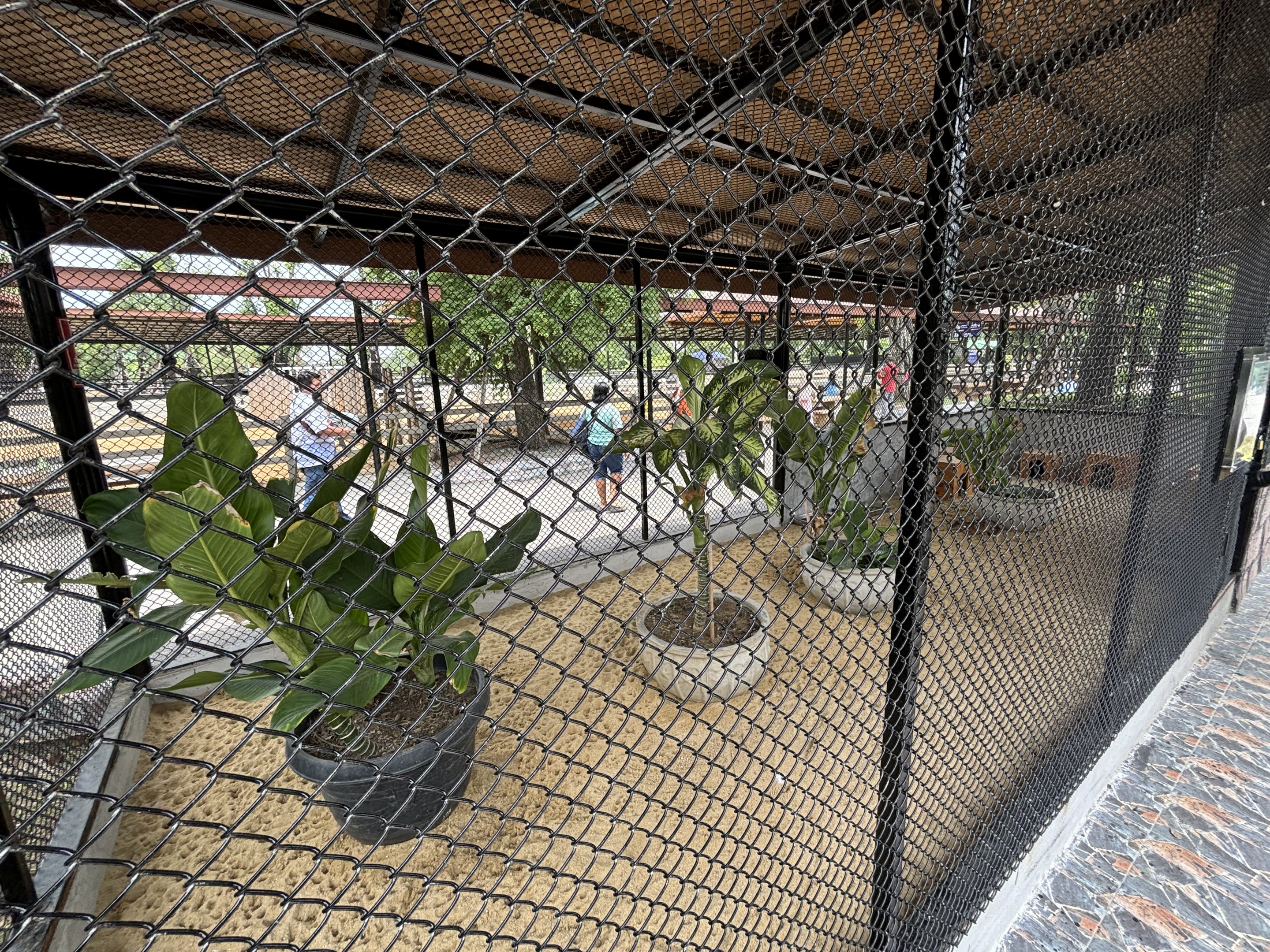 Lesser Chevrotain Exhibit - Lion Park