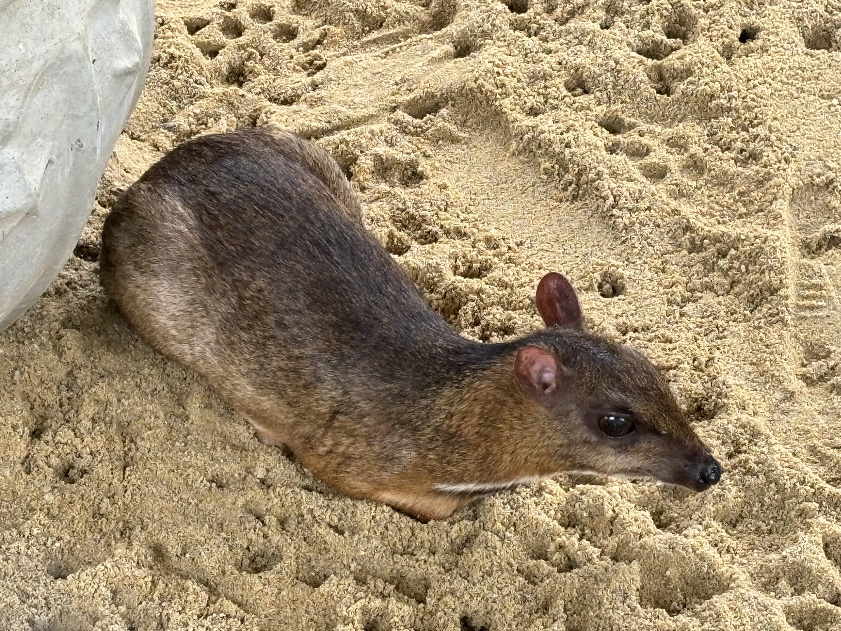Lesser Chevrotain - Lion Park