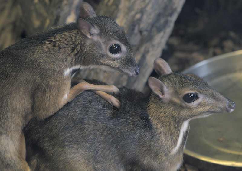 Lesser chevrotain mating