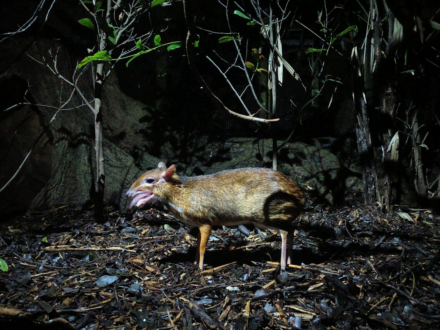 Lesser Chevrotain/Mousedeer