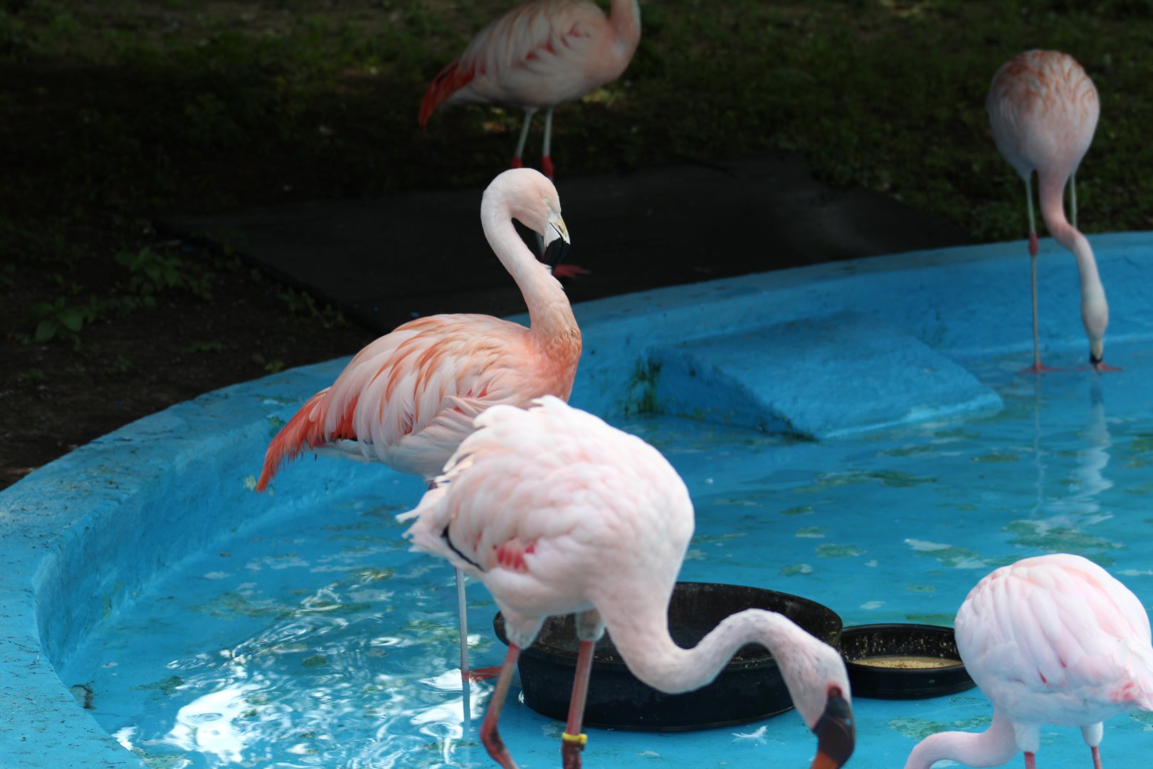 Lesser & Chilean Flamingos