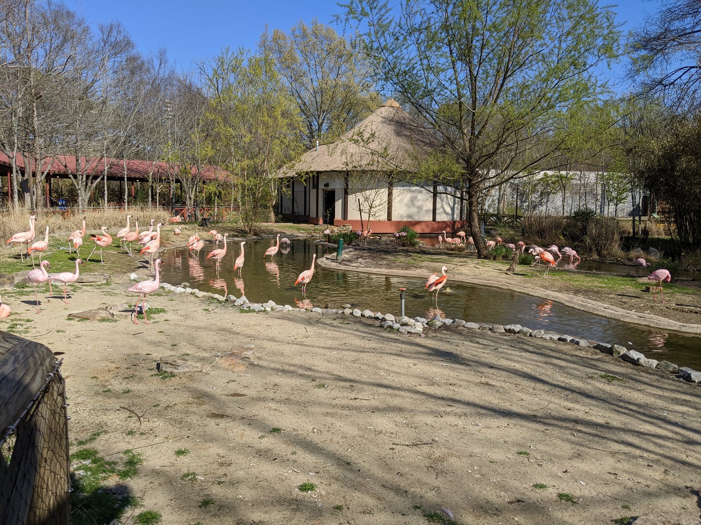 Lesser & Chilean Flamingos