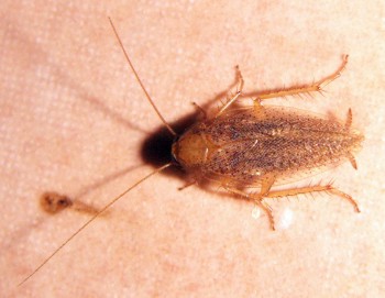Lesser Cockroach (Capraiellus panzeri)