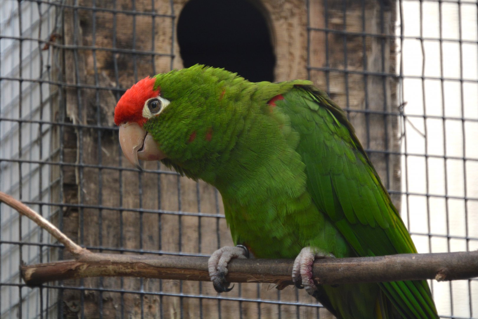 Lesser cordilleran parakeet (Psittacara frontatus minor)