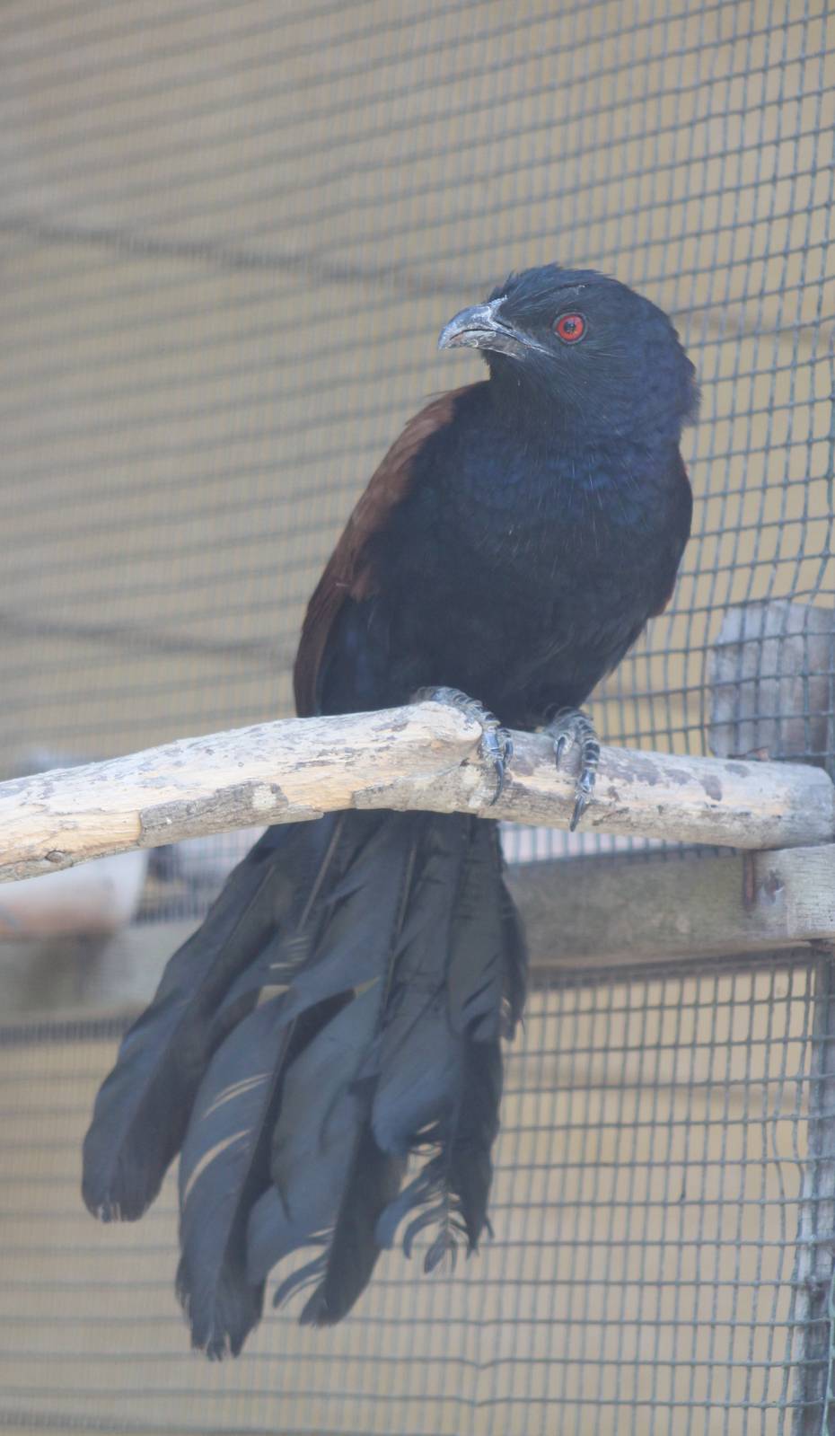 lesser coucal (Centropus bengalensis)