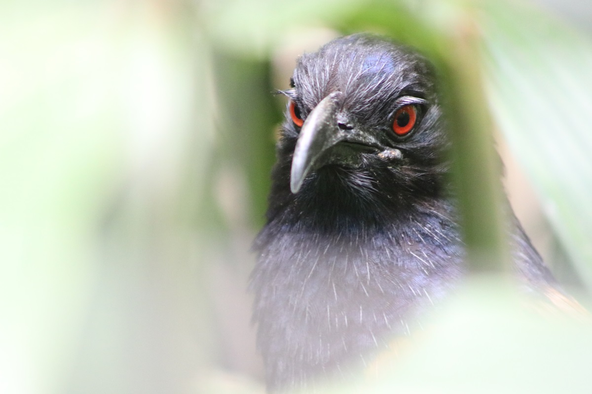 Lesser Coucal (Centropus bengalensis)