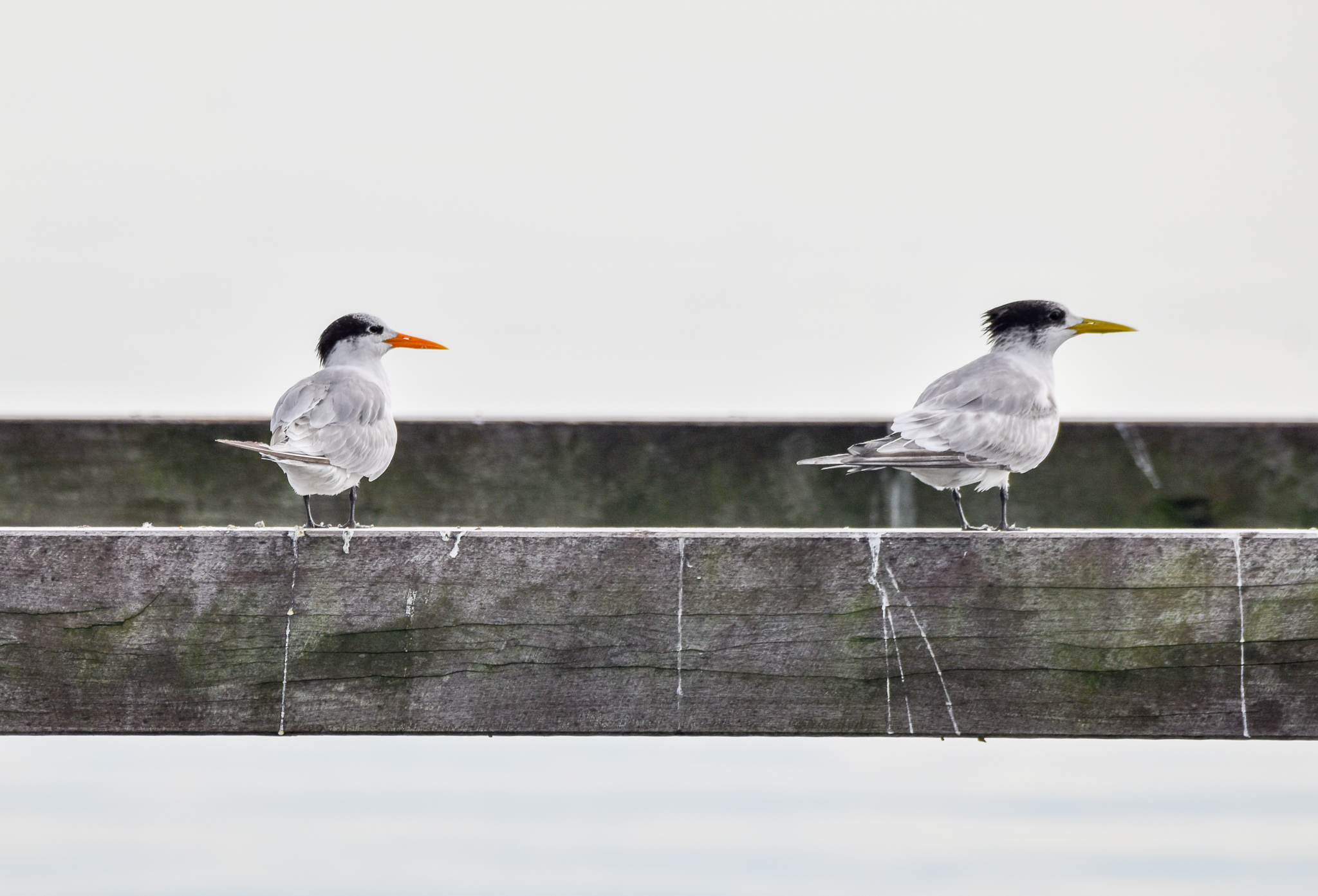 Lesser Crested Tern (left) and Greater Crested Tern (right)