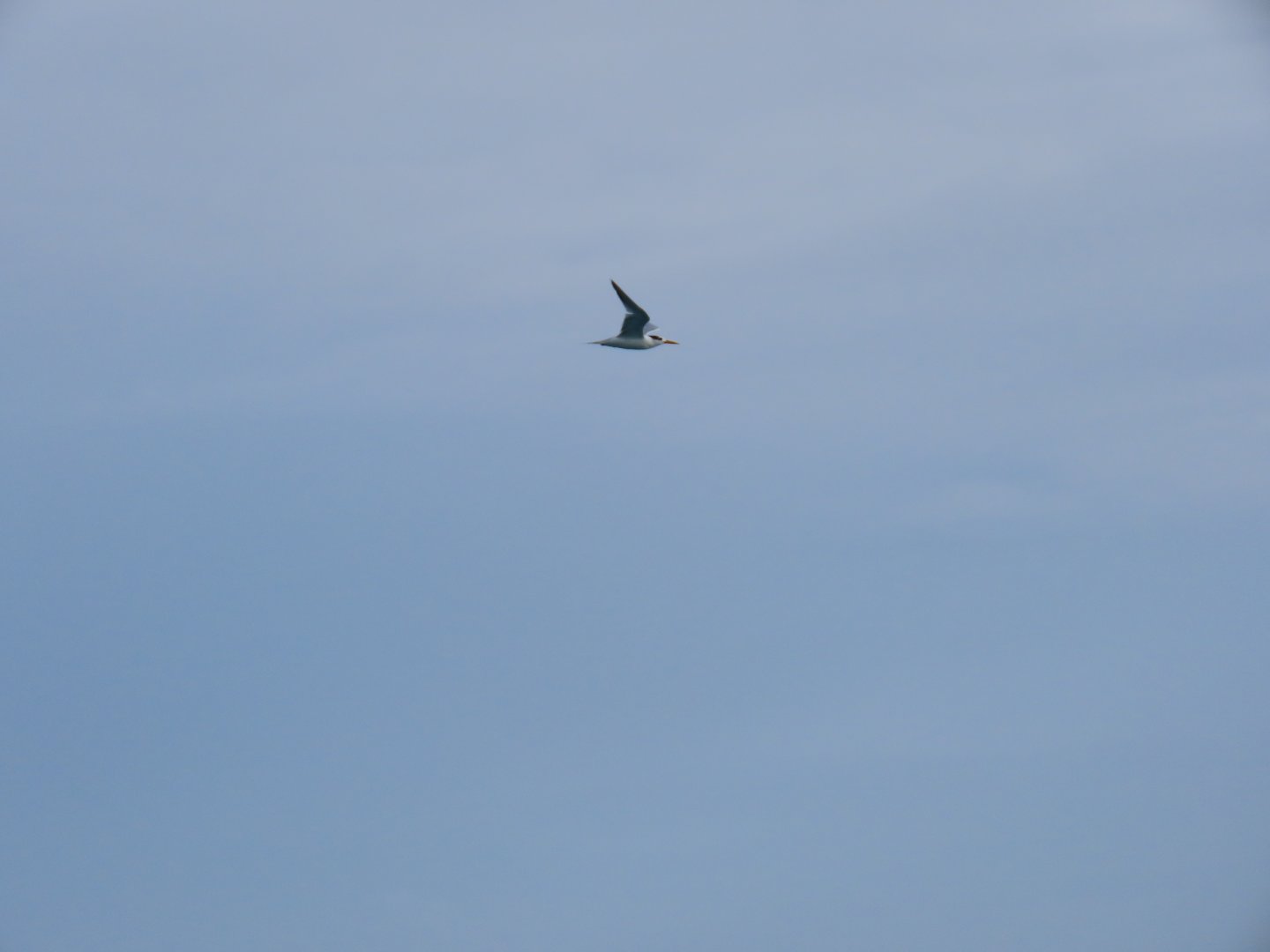 lesser crested tern okt 2021