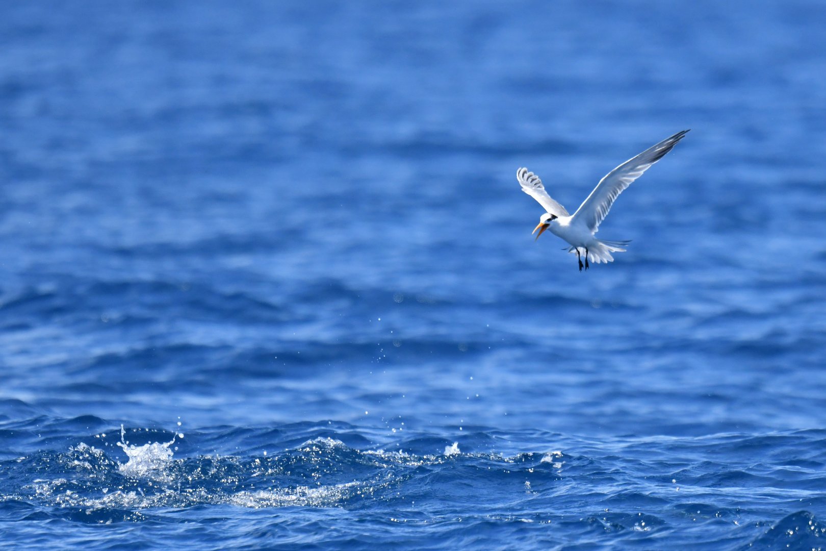 Lesser Crested-Tern Thalasseus bengalensis