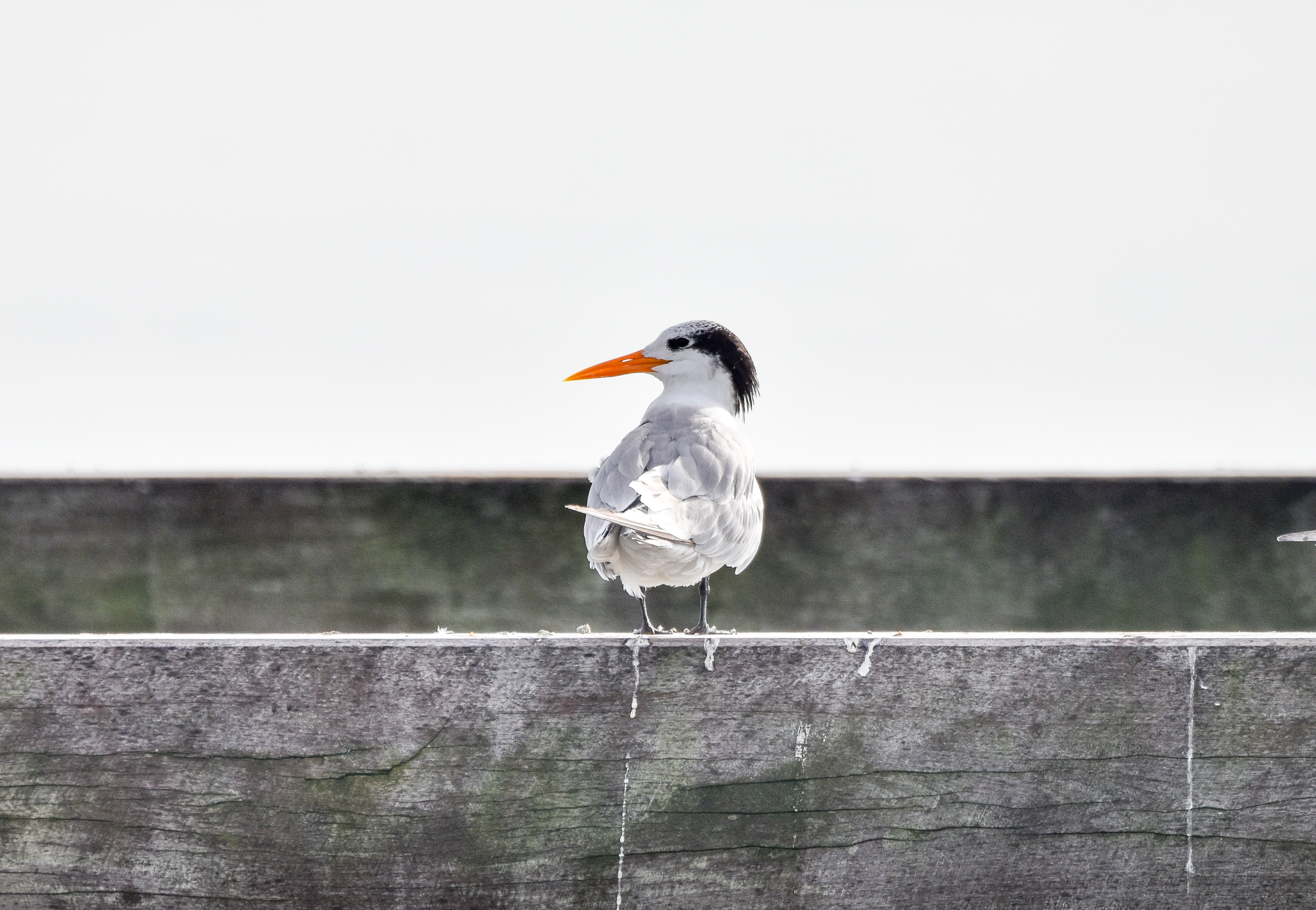 Lesser Crested Tern