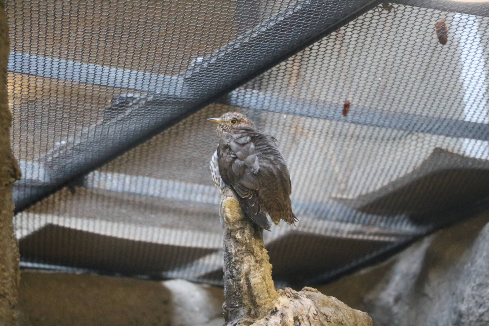 Lesser cuckoo, February 2016