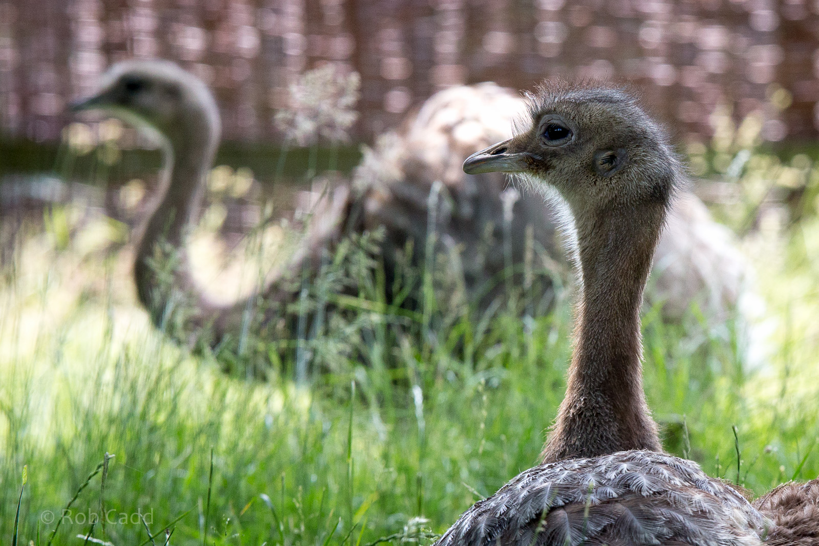 Lesser / Darwin's rhea : Whipsnade : 22 Jun 2014