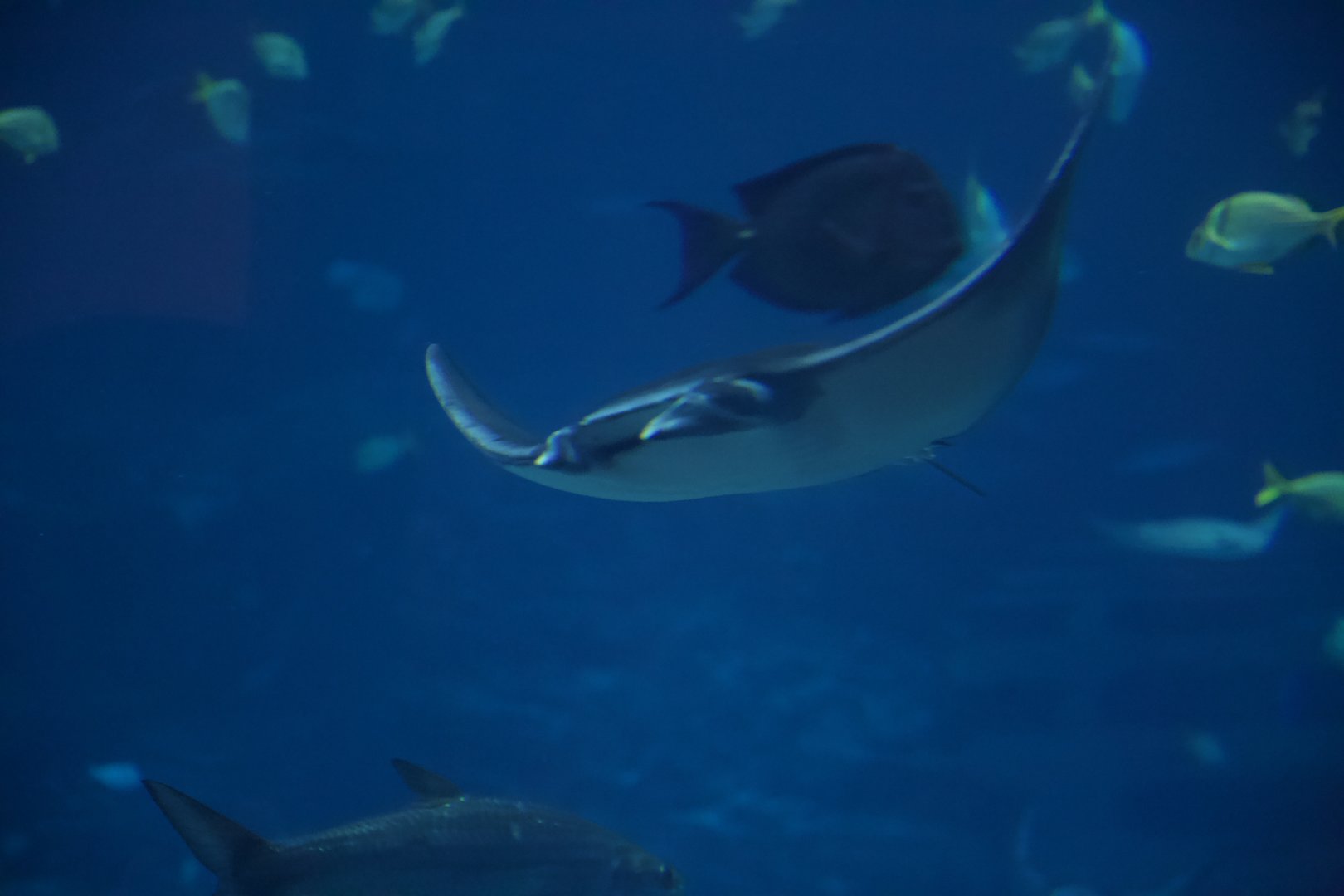 Lesser Devil Ray/ Mobula hypostoma