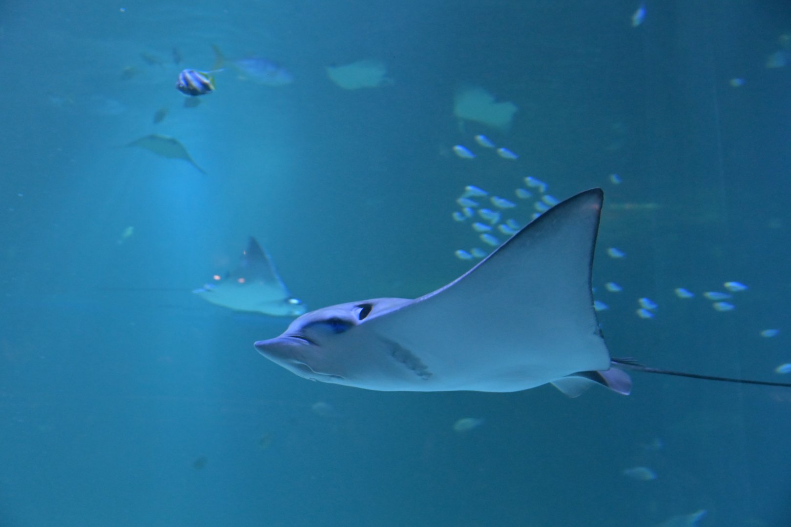 Lesser devil ray (Mobula hypostoma)