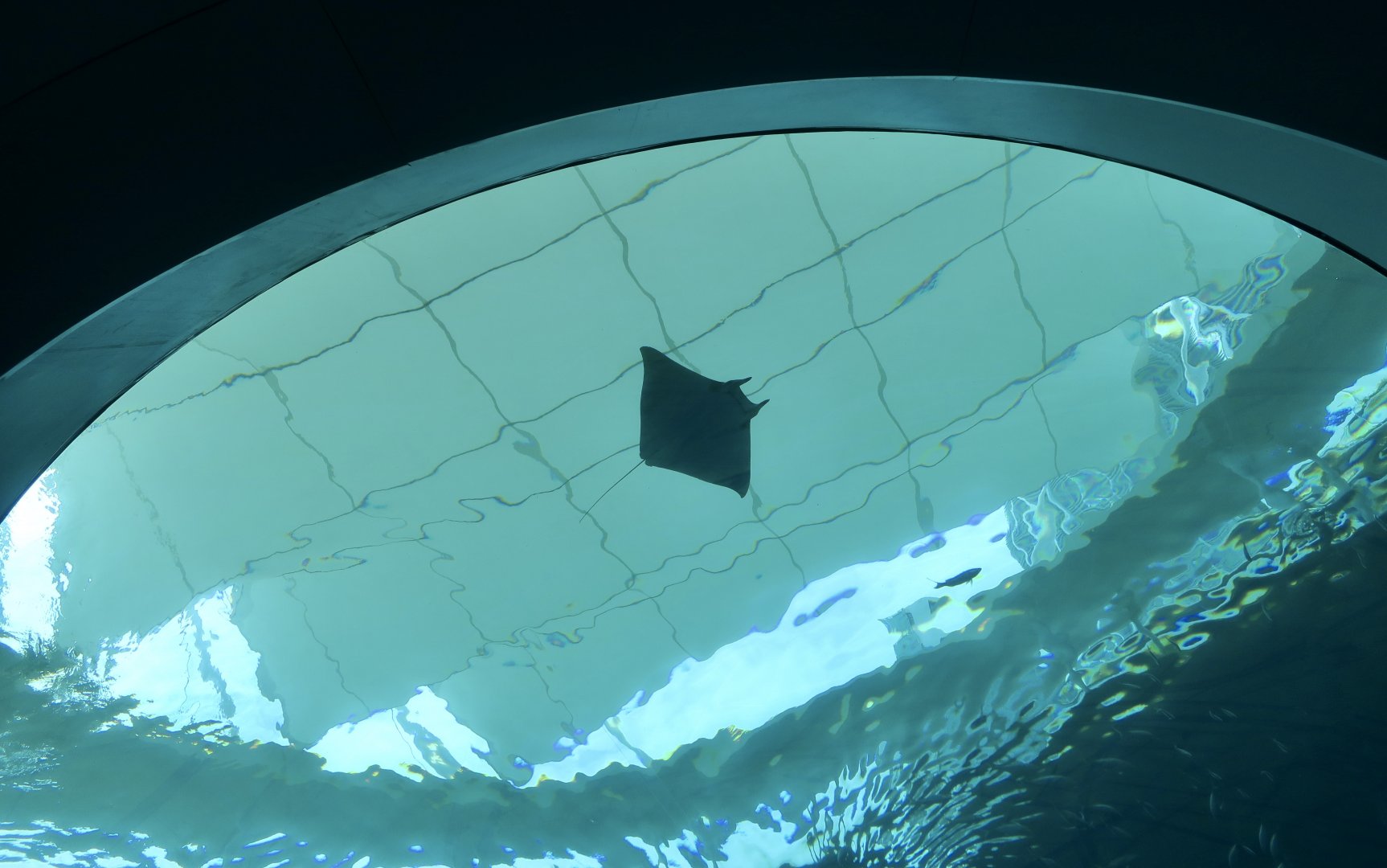 Lesser Devil Ray (Mobula hypostoma)