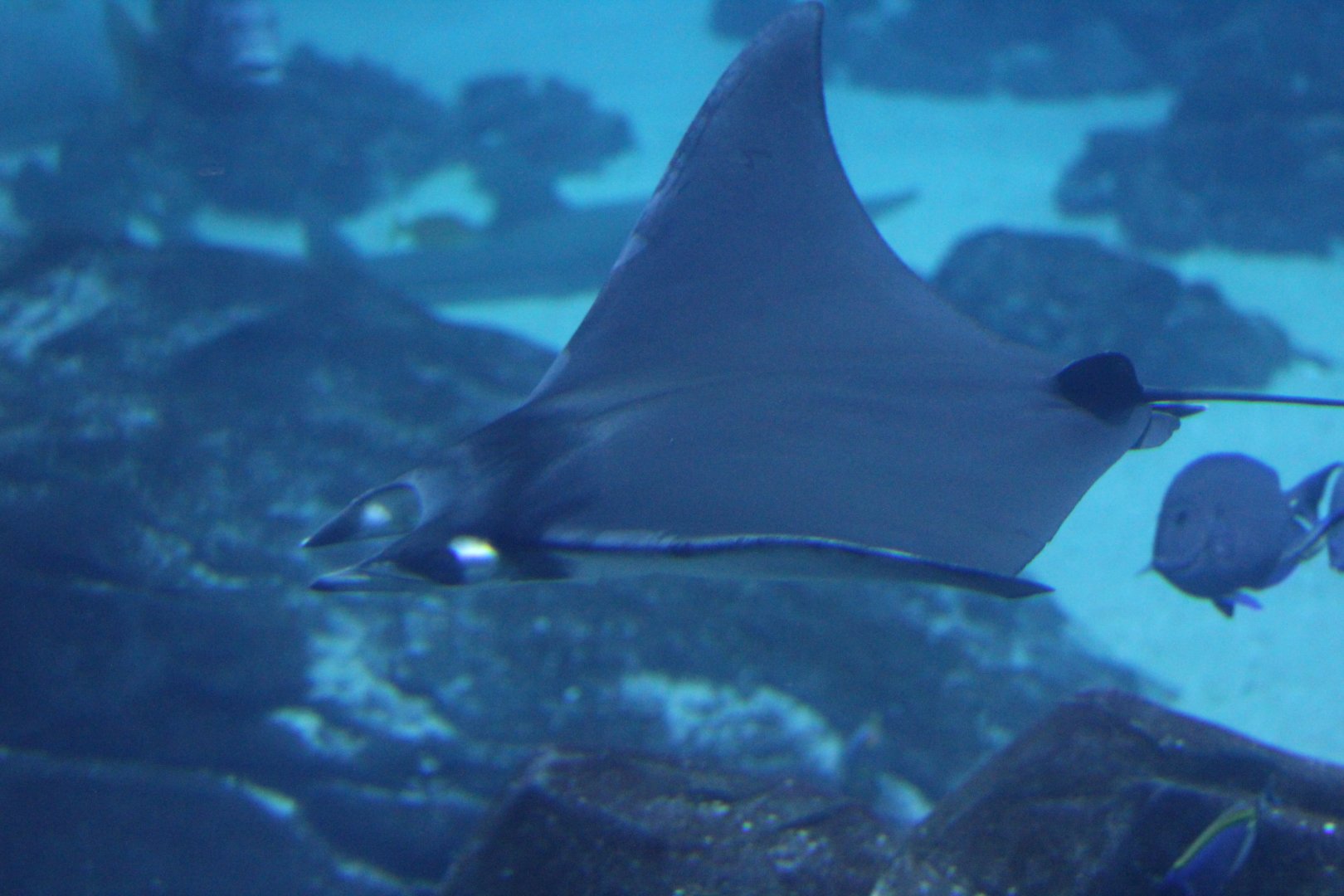 Lesser Devil Ray