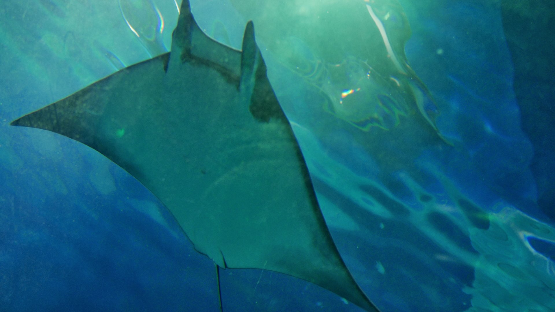 Lesser Devil Ray