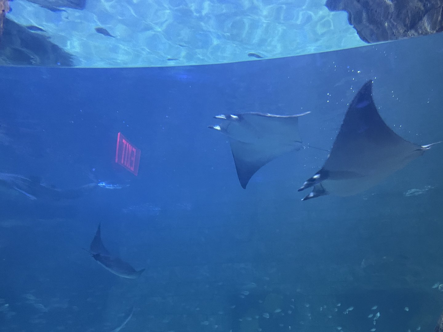 Lesser devil ray