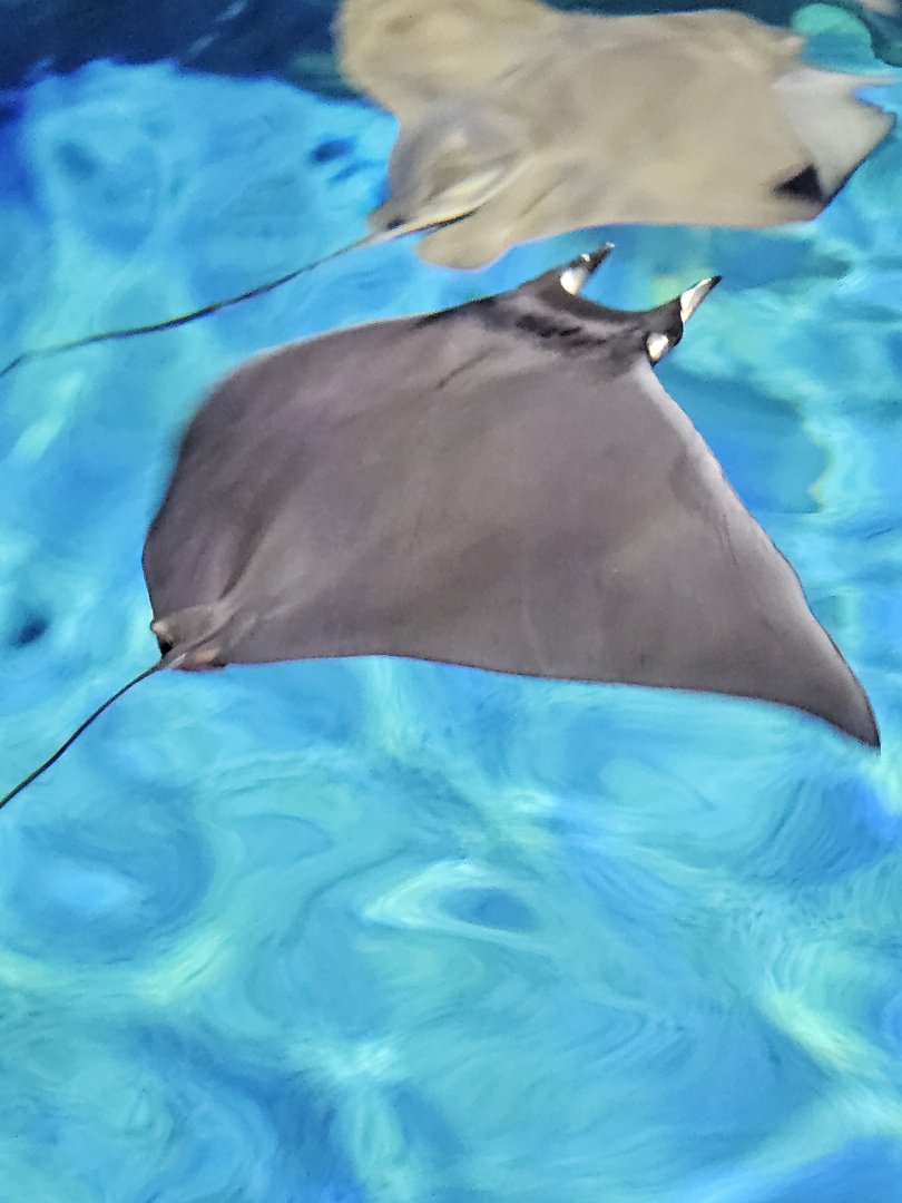 Lesser devil ray
