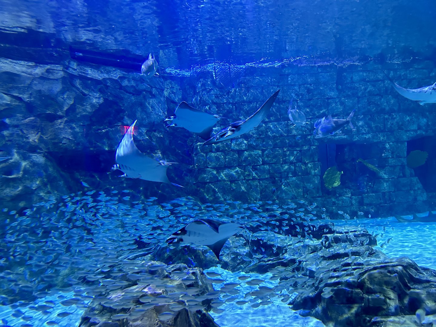 Lesser devil rays (Mobula hypostoma) sailing through the Manta Aquarium