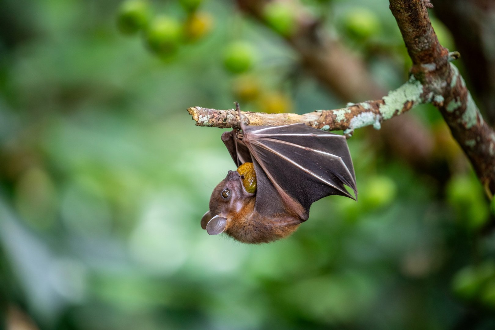 Lesser Dog-faced Fruit Bat (Cynopterus brachyotis)