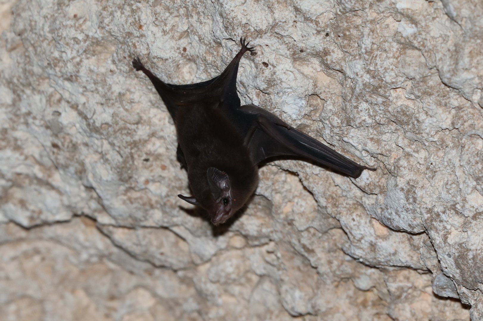 lesser dog-like bat (Peropteryx macrotis)