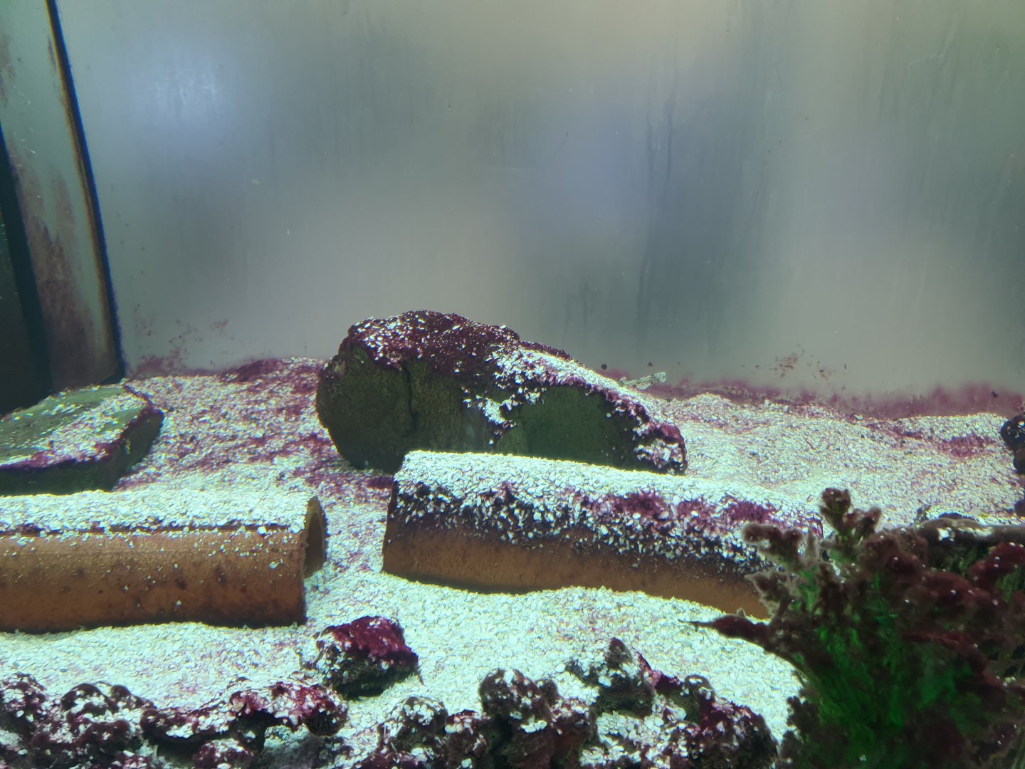 Lesser Dogfish enclosure 17/12/23